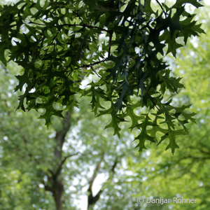 Sumpfeiche Quercus palustris