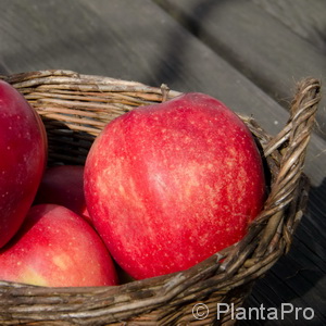 Malus (Apfel) 'Gravensteiner'