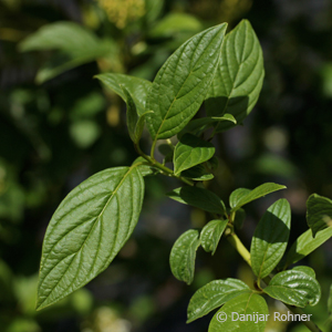 Hartriegel Cornus sericea 'Flaviramea'