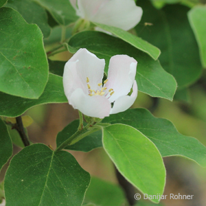 Cydonia (Quitte) 'Vranja' 4 Cydonia (Quitte) 'Vranja'