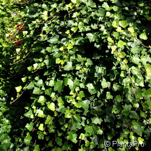 Efeu Hedera hibernica 2 Efeu Hedera hibernica