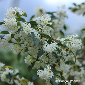 Duftblüte Osmanthus burkwoodii (x)