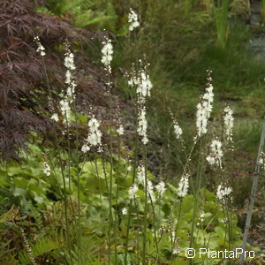 Silberkerze Cimicifuga / Actaea acerina 'Compacta'