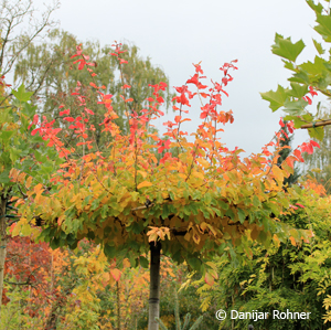 Persische Parrotie Parrotia persica 3 Persische Parrotie Parrotia persica