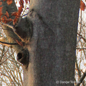 Rotbuche Fagus sylvatica 3 Rotbuche Fagus sylvatica
