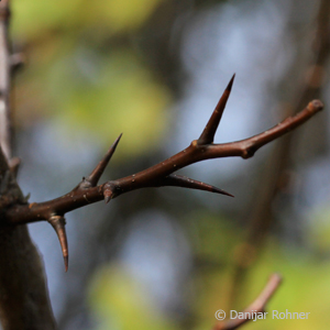 Weissdorn Crataegus laevigata 5 Weissdorn Crataegus laevigata