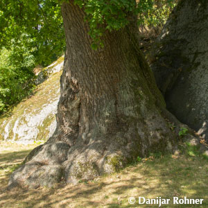 Stieleiche Quercus robur