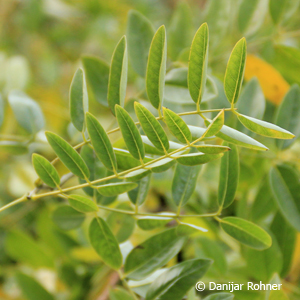 Schnurbaum Sophora japonica