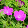 Blutroter Storchschnabel Geranium sanguineum 'Elsbeth'
