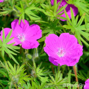 Blutroter Storchschnabel Geranium sanguineum 'Elsbeth'