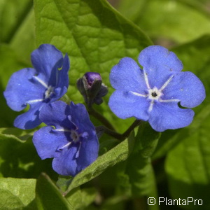 Gedenkemein Omphalodes verna