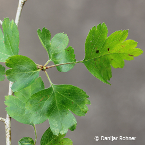 Weissdorn Crataegus laevigata 3 Weissdorn Crataegus laevigata
