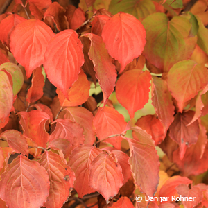 Kornelkirsche, Tierlibaum Cornus mas 4 Kornelkirsche, Tierlibaum Cornus mas