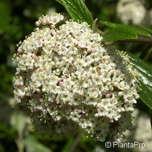 Schneeball Viburnum 'Pragense'