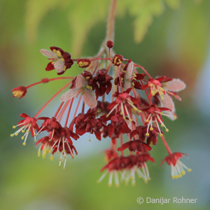 Japan. Ahorn, Fächerahorn Acer japonicum 'Aconitifolium'