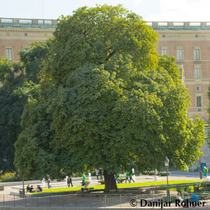 Rosskastanie Aesculus hippocastanum