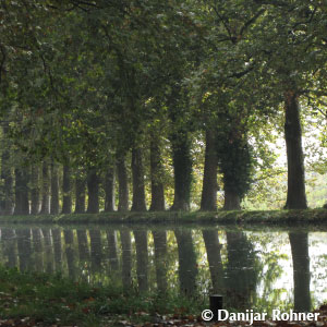 Platane Platanus acerifolia 3 Platane Platanus acerifolia