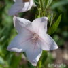 Ballonblume Platycodon grandiflorus 'Fuji Pink'