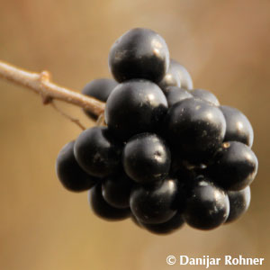 Gemeiner Liguster Ligustrum vulgare 'Atrovirens'