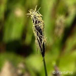 Breitblattsegge Carex plantaginea