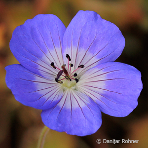 Storchschnabel Geranium 'Rozanne'