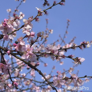 Mandelbaum Prunus dulcis 'Amanda'