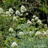 Spornblume Centranthus ruber 'Albus'