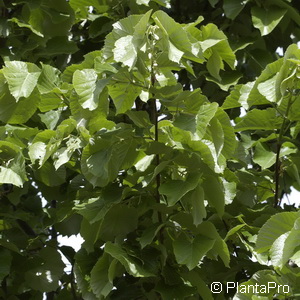 Silberlinde Tilia tomentosa 'Brabant'
