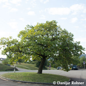 Cydonia (Quitte) 'Vranja' 3 Cydonia (Quitte) 'Vranja'