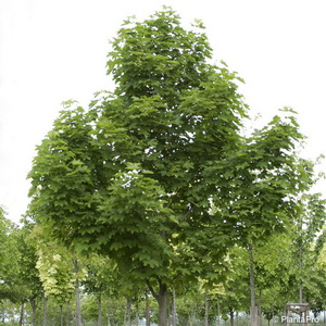 Spitzahorn Acer platanoides 'Emerald Queen'