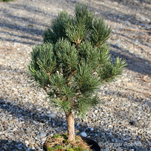 Föhre, Kiefer Pinus sylvestris 'Watereri'