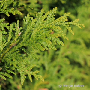 Thuja, Lebensbaum Thuja occidentalis 'Smaragd' 4 Thuja, Lebensbaum Thuja occidentalis 'Smaragd'