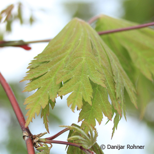Japan Japan. Ahorn, Fächerahorn Acer japonicum 'Aconitifolium'