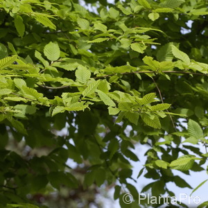 Carpinus betulus 'Schirm Form' 2 Carpinus betulus 'Schirm Form'