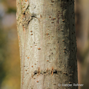 Scheinakazie, Robinie Robinia pseudoacacia 'Frisia'