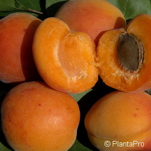 Prunus (Aprikose) 'Luizet'