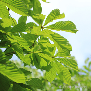 Rosskastanie Aesculus hippocastanum 'Baumannii'