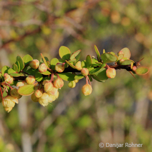 Berberitze Berberis thunbergii 4 Berberitze Berberis thunbergii