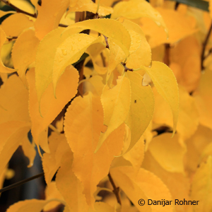 Baumwürger Celastrus orbiculatus 'Hercules'