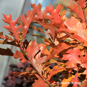 Sumpfeiche Quercus palustris