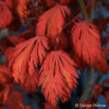 Japan. Ahorn, Fächerahorn Acer japonicum 'Aconitifolium'