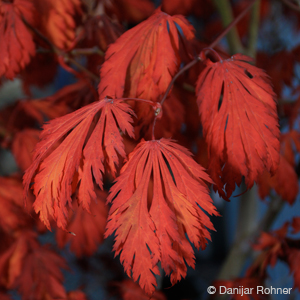 Japan. Ahorn, Fächerahorn Acer japonicum 'Aconitifolium'