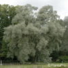 Silberweide Salix alba 'Sericea'