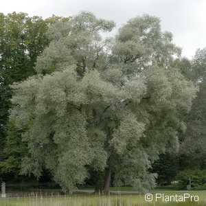 Silberweide Salix alba 'Sericea'