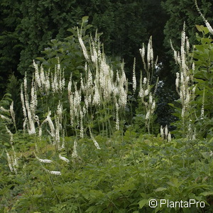 Silberkerze Cimicifuga / Actaea racemosa