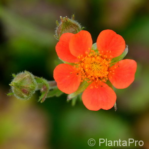 Nelkenwurz Geum coccineum 'Borisii'