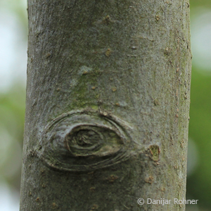 Zierapfel Malus 'John Downie'