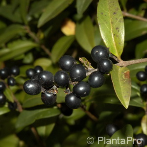 Gemeiner Liguster Ligustrum vulgare 'Atrovirens' 3 Gemeiner Liguster Ligustrum vulgare 'Atrovirens'