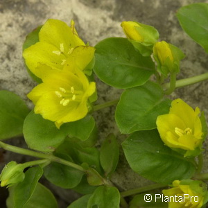 Pfennigkraut Lysimachia nummularia
