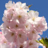 Zierkirsche Prunus 'Accolade'